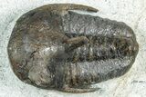 Rare Cambrian Kingaspidoides Trilobite - Tizi Ntfrkhin, Morocco #329066-1